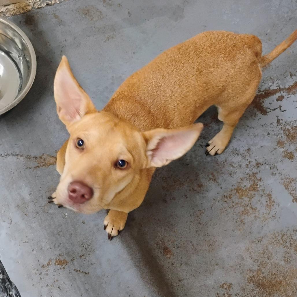 Stetson, Adoptable, Young Male Mixed Breed.