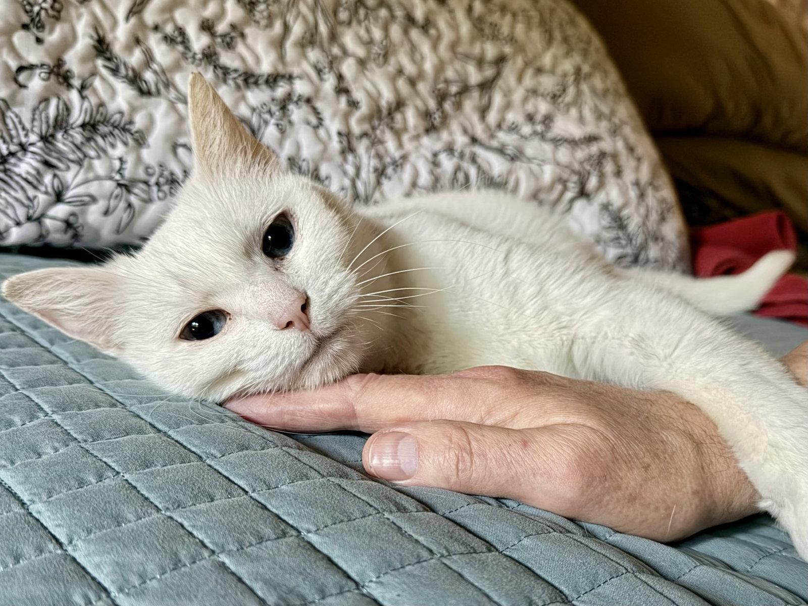 Lilly, Adoptable, Senior Female Domestic Short Hair.