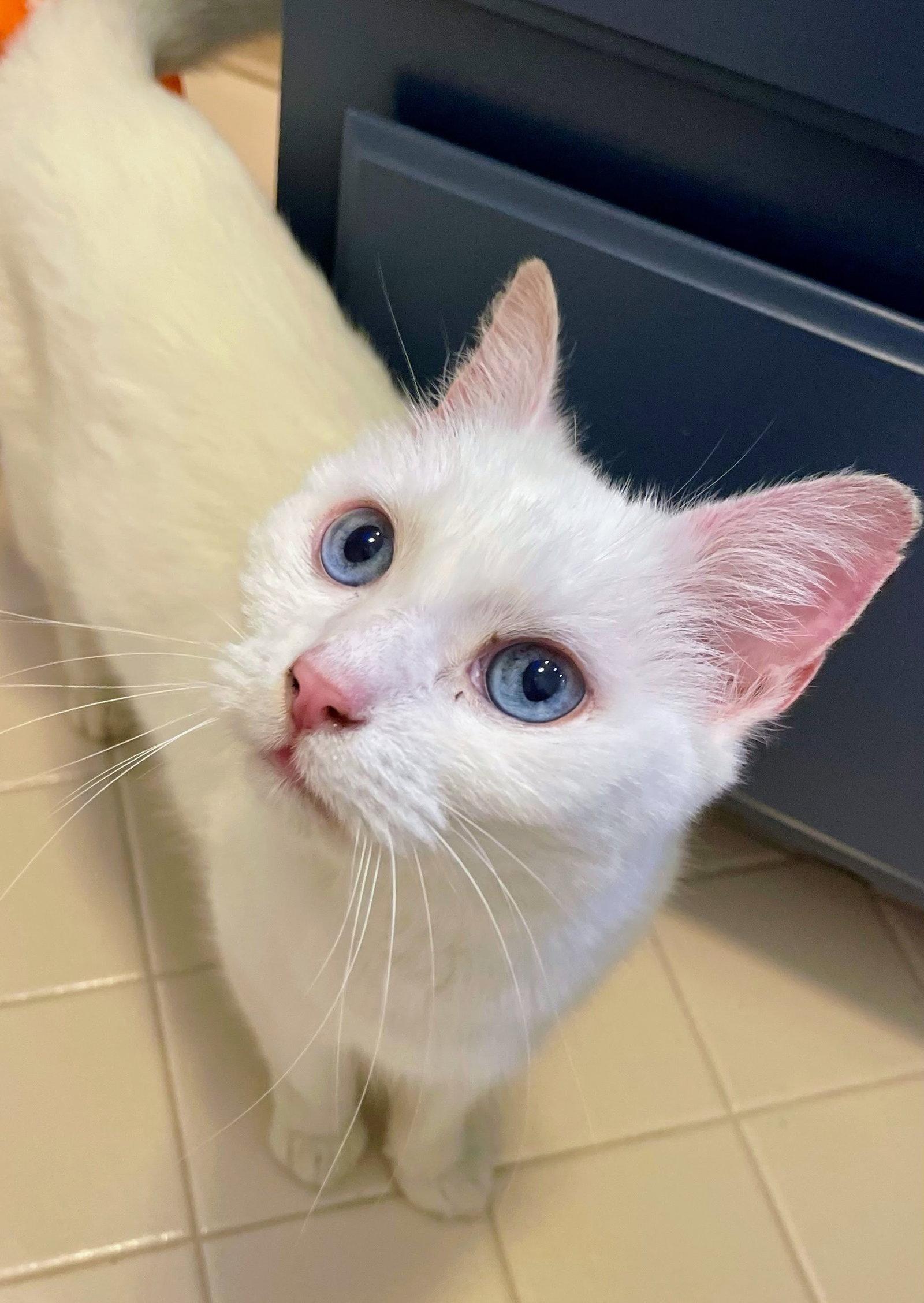 Enlarge Lilly, a Adoptable Domestic Short Hair in Reston, VA image 2/3