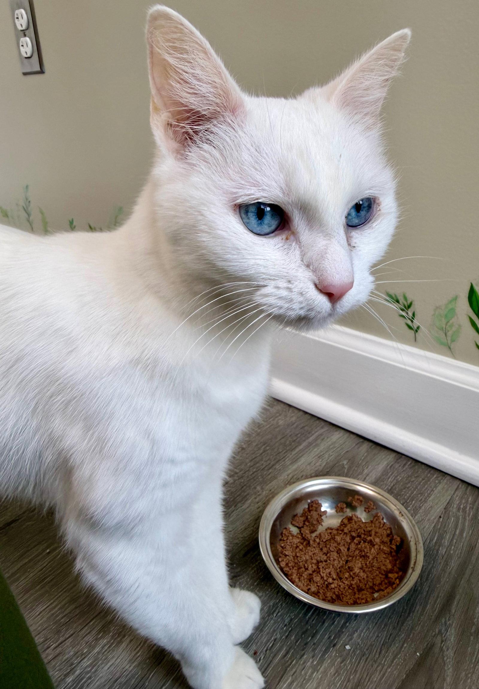 Enlarge Lilly, a Adoptable Domestic Short Hair in Reston, VA image 3/3