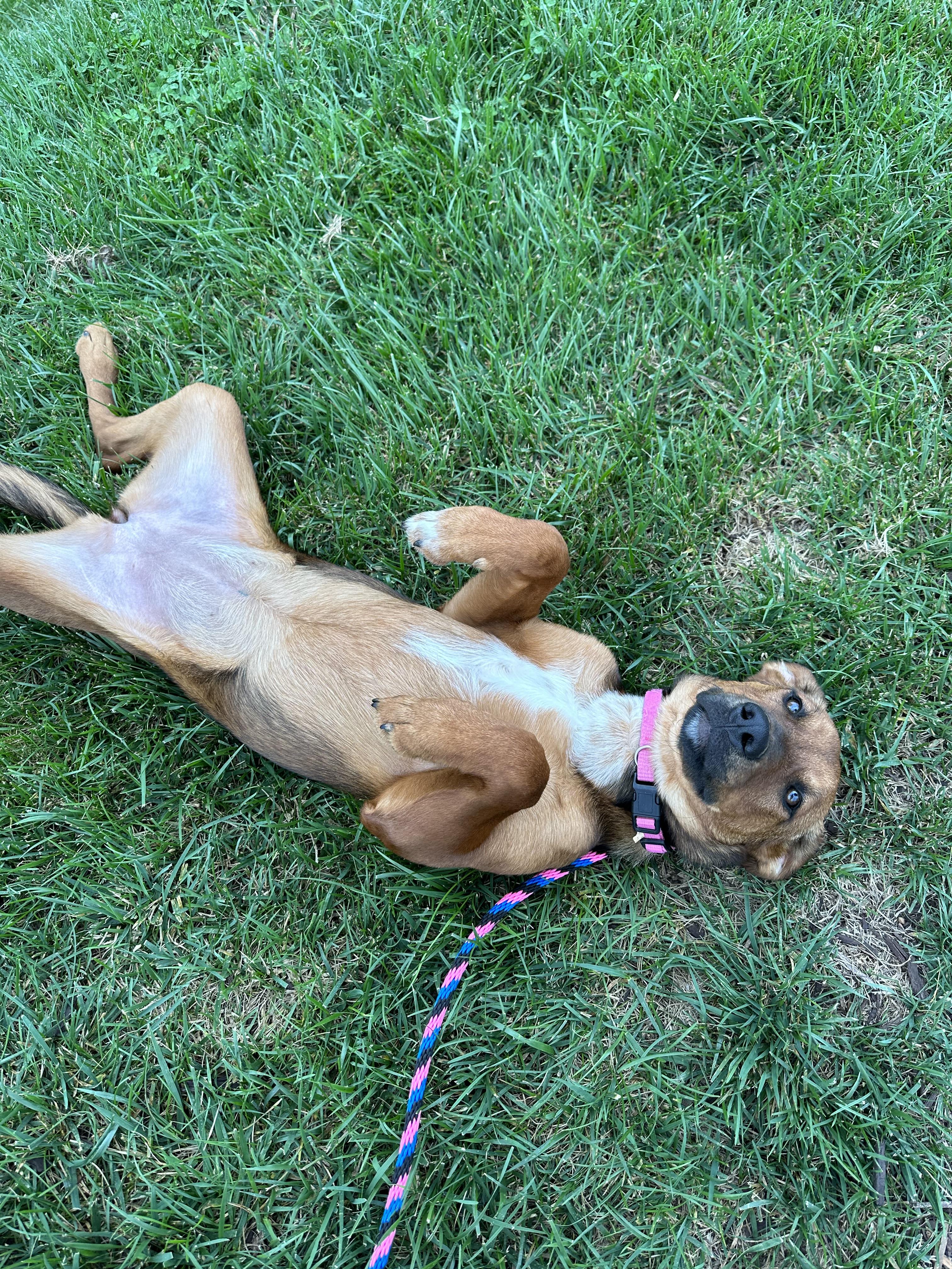 Enlarge Thistle, a Adoptable mixed breed in Goodlettsville, TN image 1/6