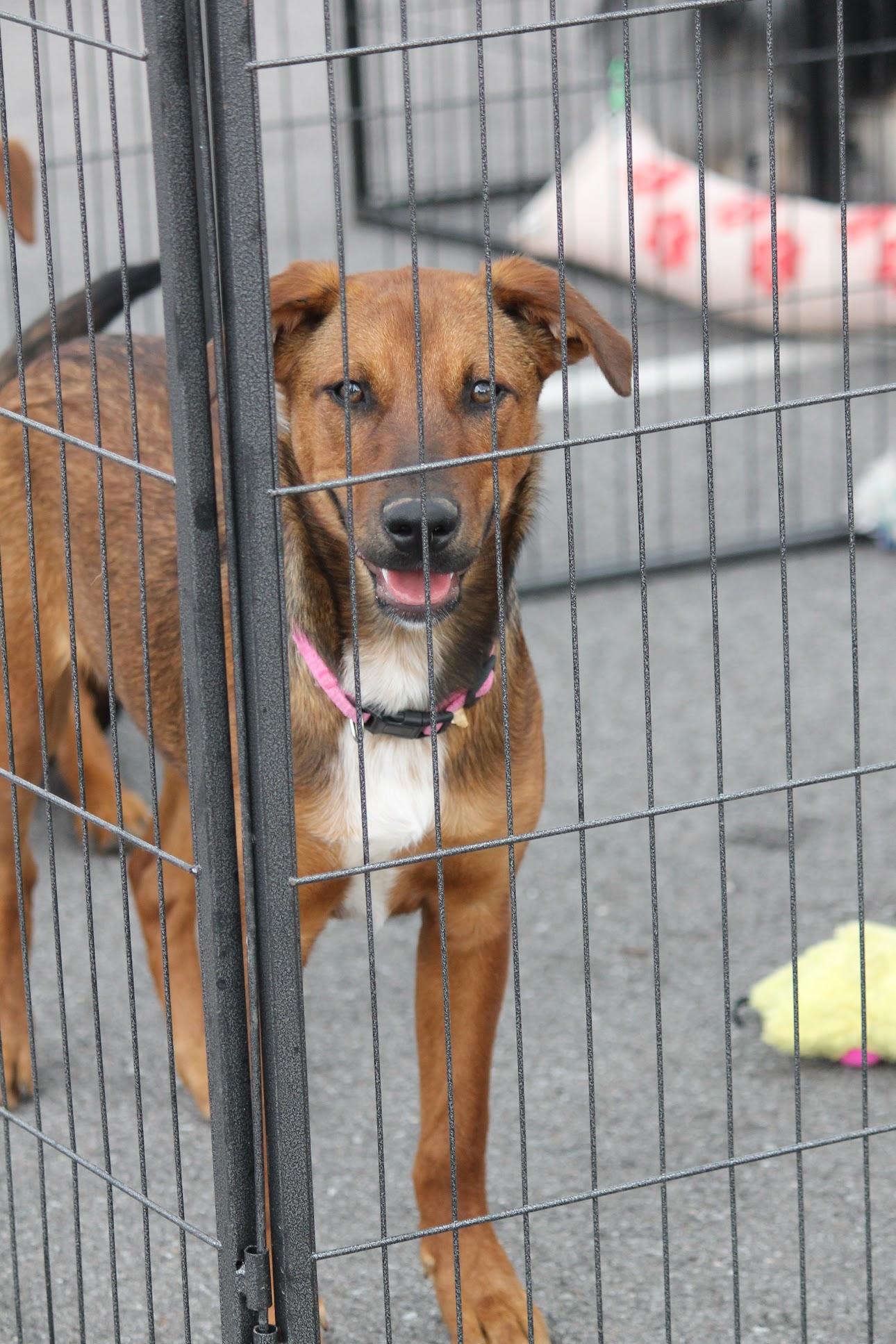 Enlarge Thistle, a Adoptable mixed breed in Goodlettsville, TN image 4/6