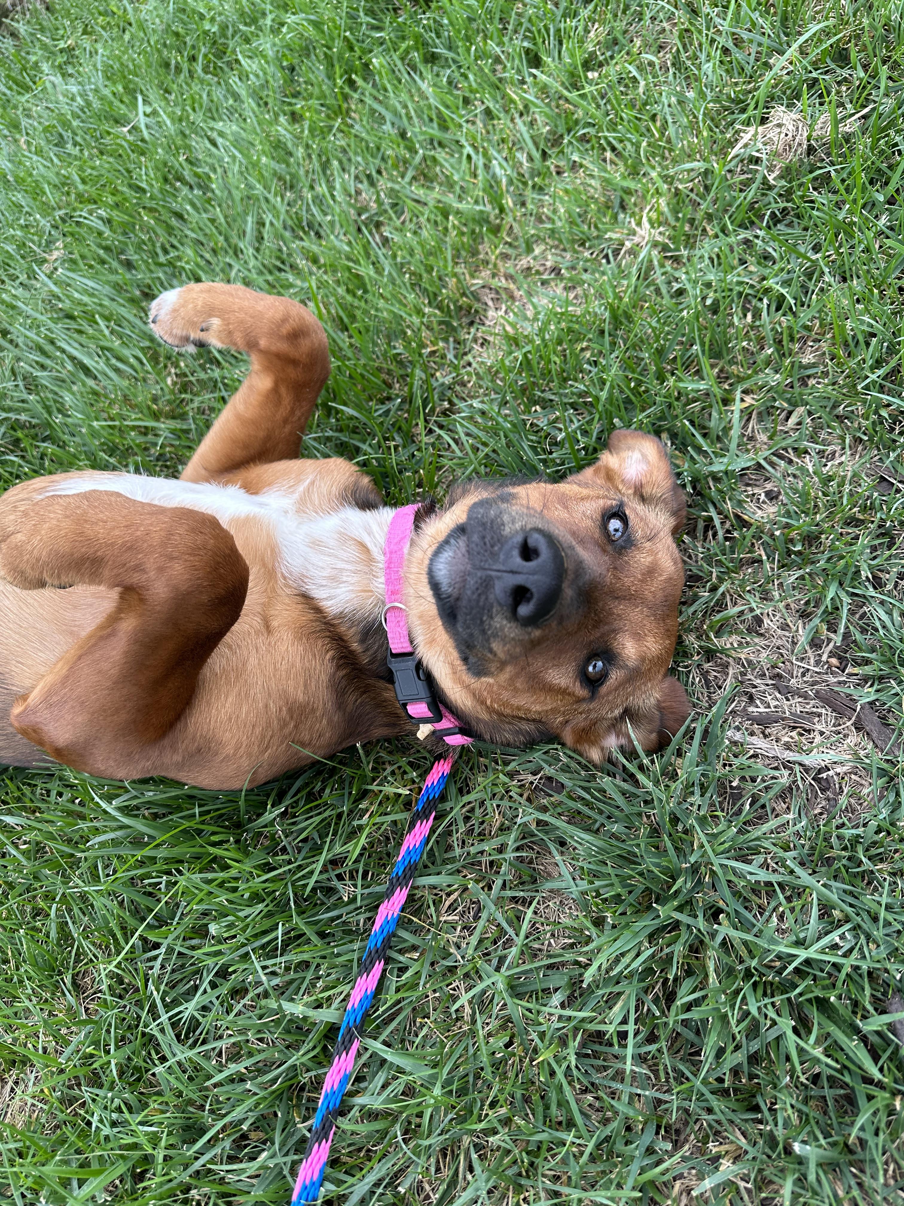 Enlarge Thistle, a Adoptable mixed breed in Goodlettsville, TN image 6/6