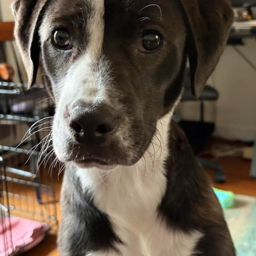 Joey, a Adoptable mixed breed in Washington DC, DC image 1/5