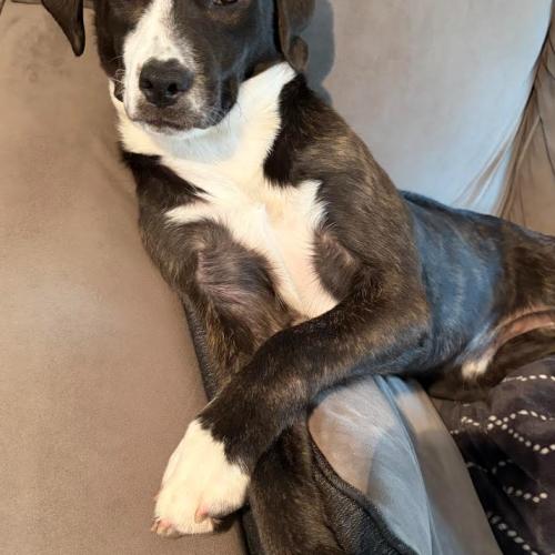 Joey, a Adoptable mixed breed in Washington DC, DC image 2/5
