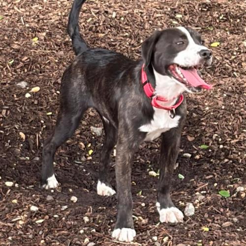 Joey, a Adoptable mixed breed in Washington DC, DC image 3/5