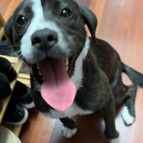 Joey, a Adoptable mixed breed in Washington DC, DC image 4/5