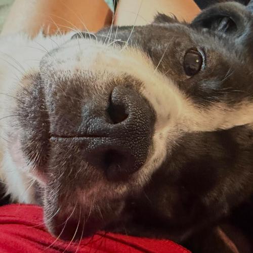 Joey, a Adoptable mixed breed in Washington DC, DC image 5/5