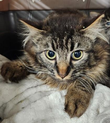 Winx - Feral Barn Cat, adopted, Young Male Domestic Medium Hair.