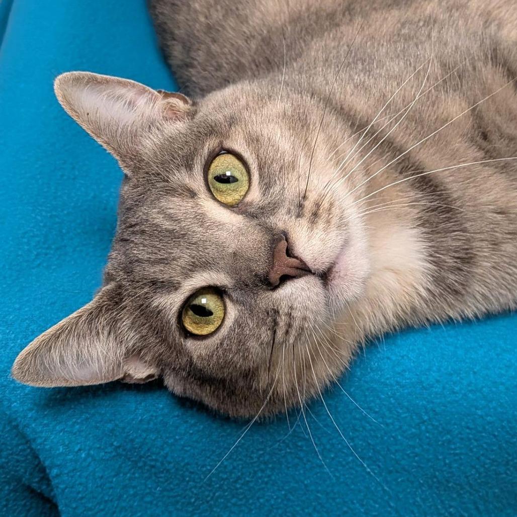 Mama, Adoptable, Adult Female Domestic Short Hair.