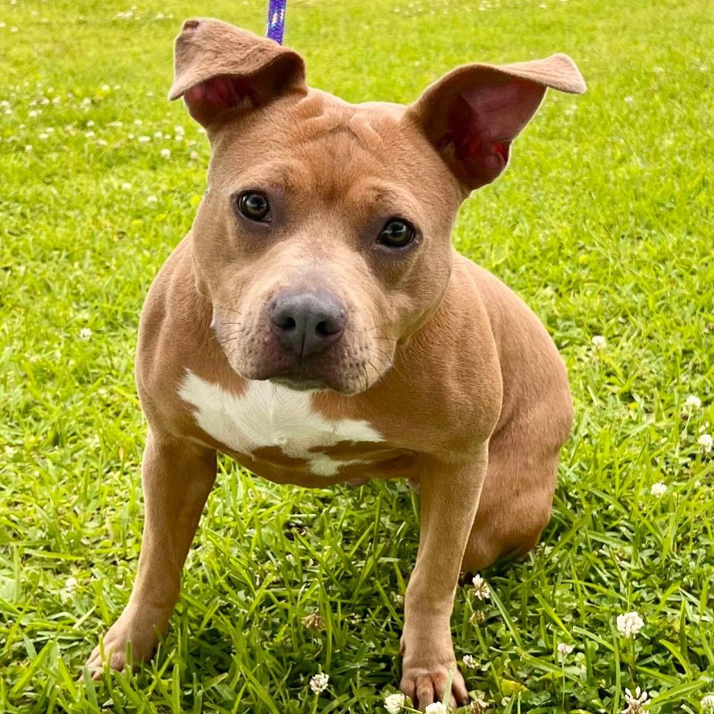 Enlarge Gretchen, a Adoptable mixed breed in Waggaman, LA image 1/1