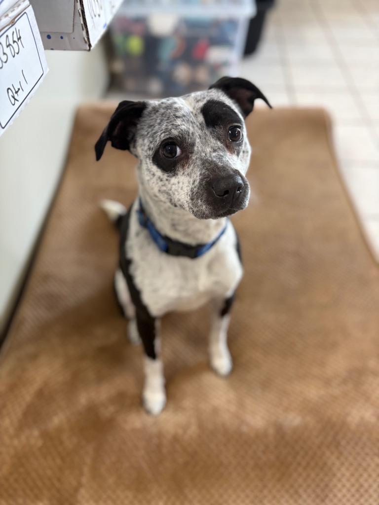 Enlarge Finley, a Adoptable mixed breed in Waverly, NY image 1/6