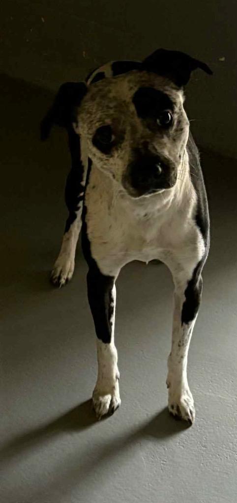 Enlarge Finley, a Adoptable mixed breed in Waverly, NY image 2/6