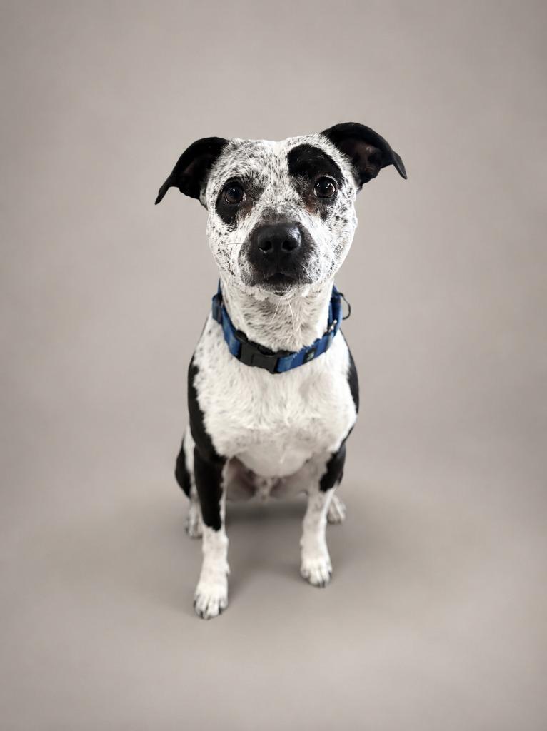 Enlarge Finley, a Adoptable mixed breed in Waverly, NY image 3/6