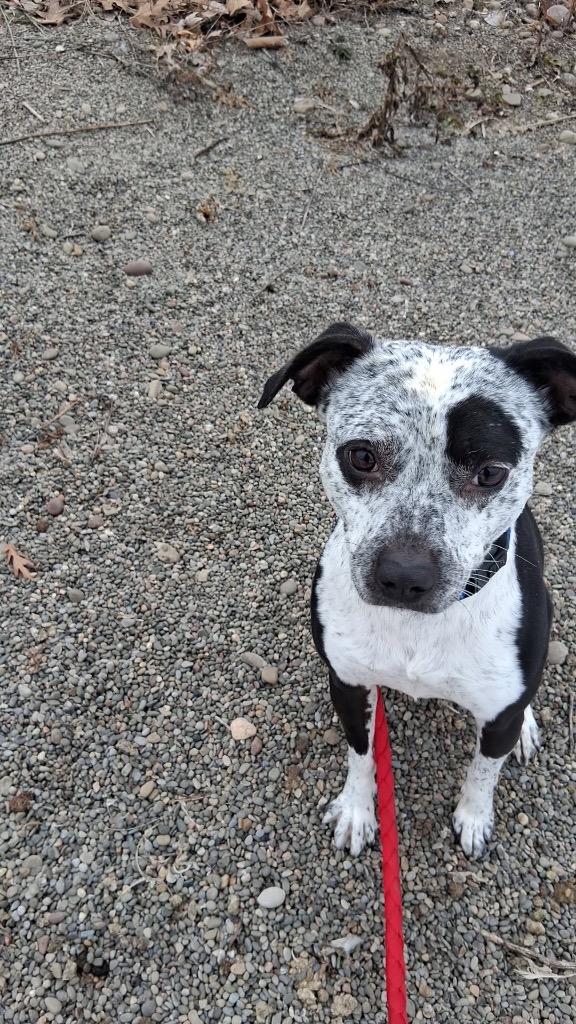 Enlarge Finley, a Adoptable mixed breed in Waverly, NY image 4/6
