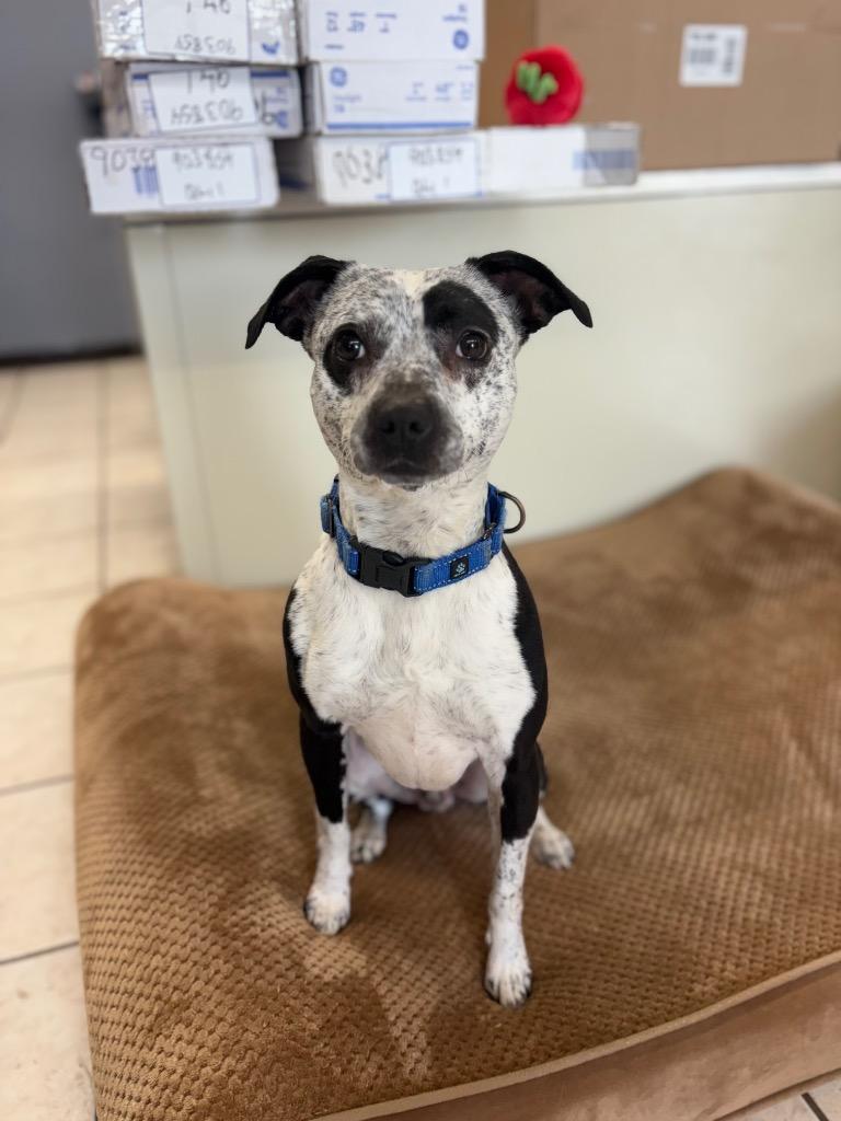 Enlarge Finley, a Adoptable mixed breed in Waverly, NY image 5/6