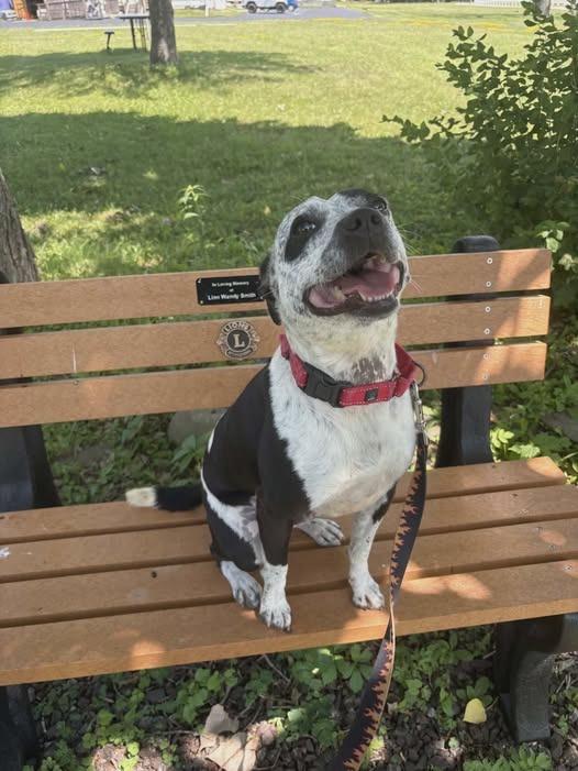 Finley, a Adoptable mixed breed in Waverly, NY image 5/6
