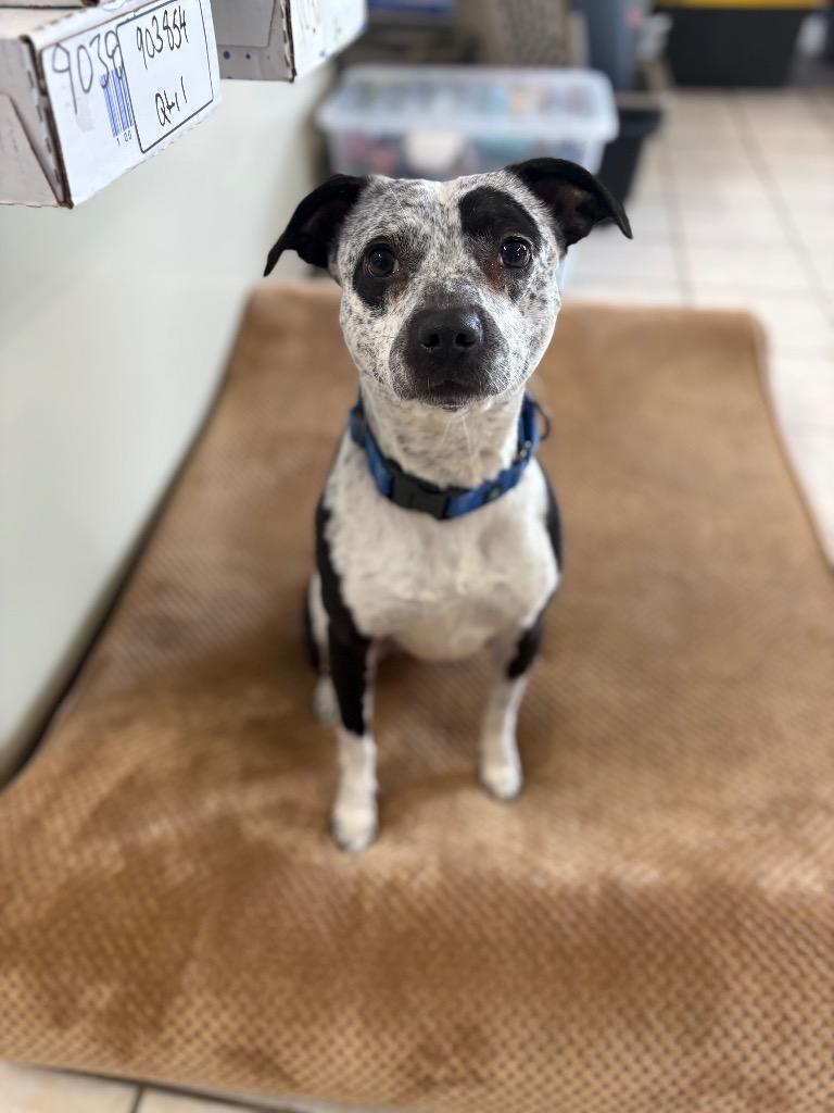 Enlarge Finley, a Adoptable mixed breed in Waverly, NY image 6/6