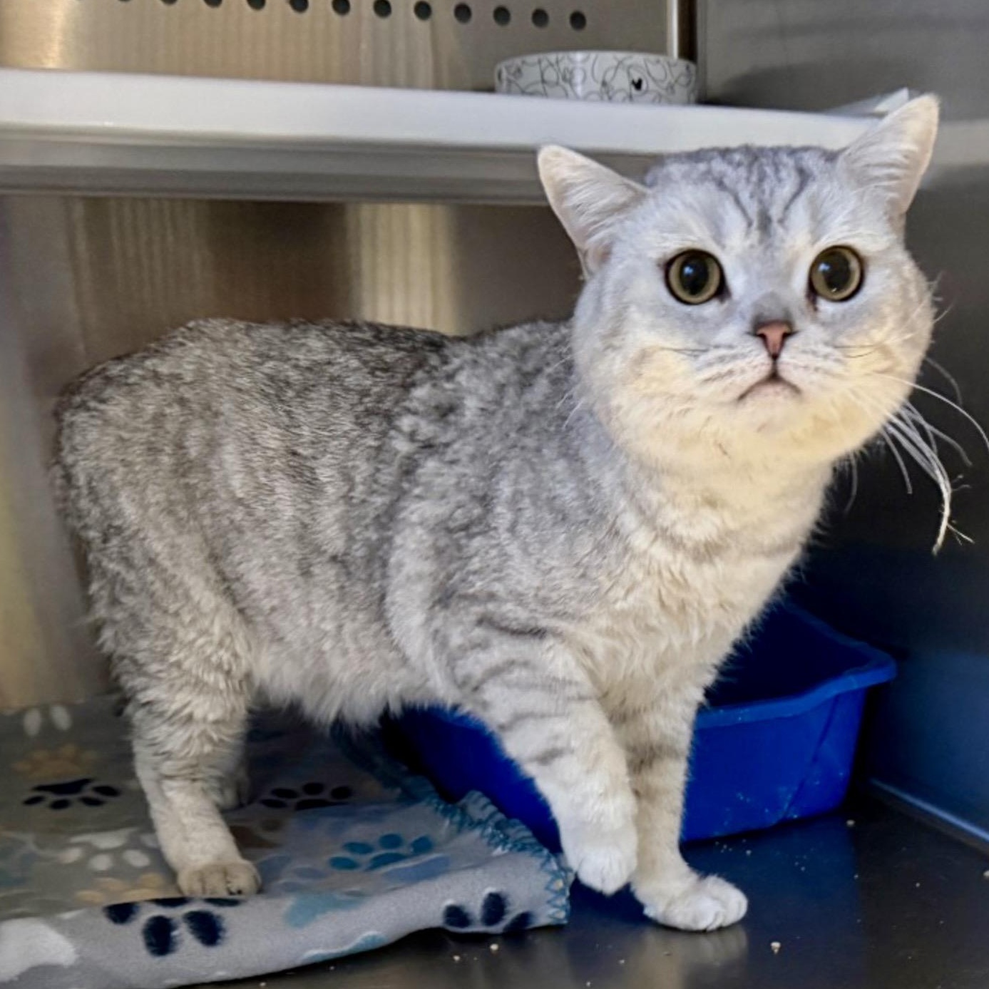 Elvis, adopted, Adult Male British Shorthair.