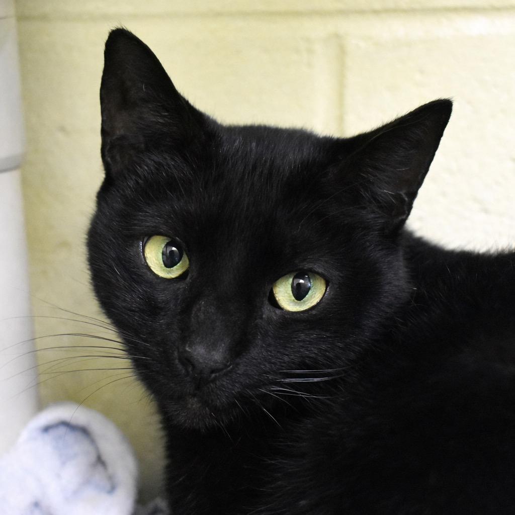 Enlarge Hershey, a Adoptable mixed breed in Saint Petersburg, FL image 1/1