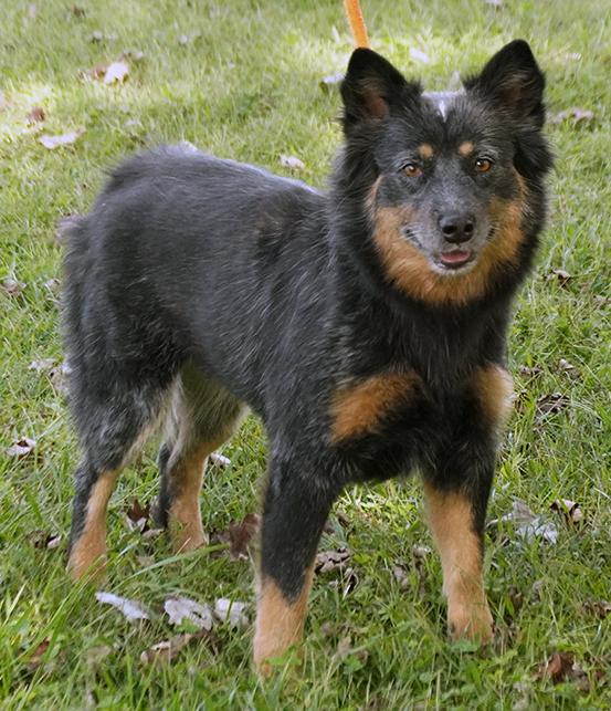 Thelma, a Adoptable mixed breed in Maynardville, TN image 2/6