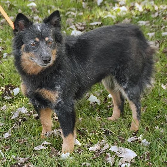 Thelma, Adoptable, Adult Female Australian Cattle Dog / Blue Heeler.