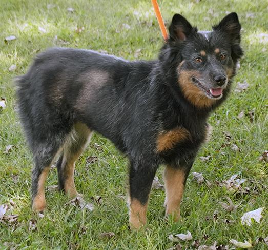 Thelma, a Adoptable mixed breed in Maynardville, TN image 3/6