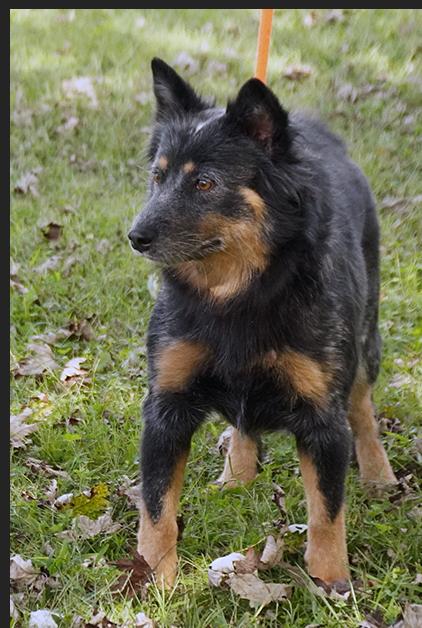 Thelma, a Adoptable mixed breed in Maynardville, TN image 4/6