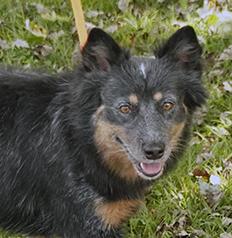 Thelma, a Adoptable mixed breed in Maynardville, TN image 5/6