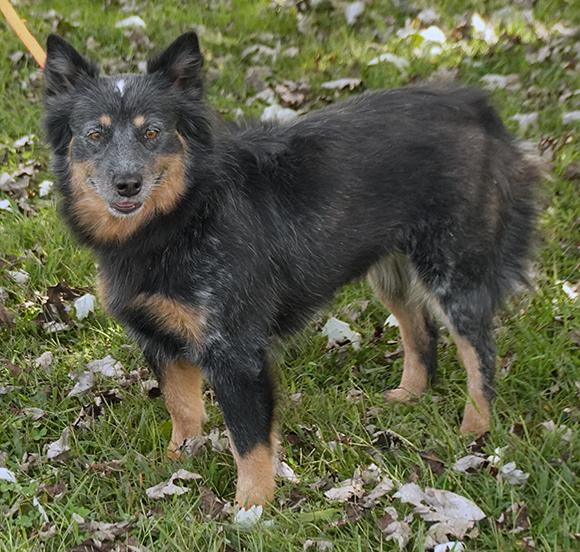 Thelma, a Adoptable mixed breed in Maynardville, TN image 6/6