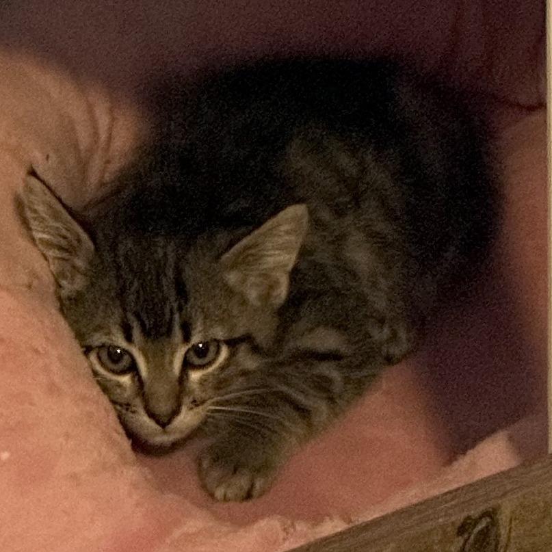 Piper, Adoptable, Kitten Female Domestic Short Hair.