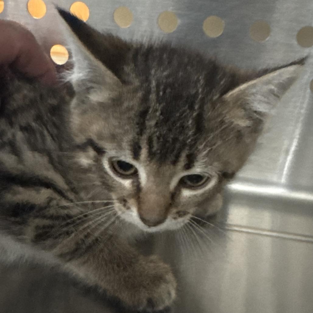 Enlarge Piper, a Adoptable Domestic Short Hair in Denver, CO image 2/6