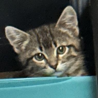 Enlarge Piper, a Adoptable Domestic Short Hair in Denver, CO image 3/6