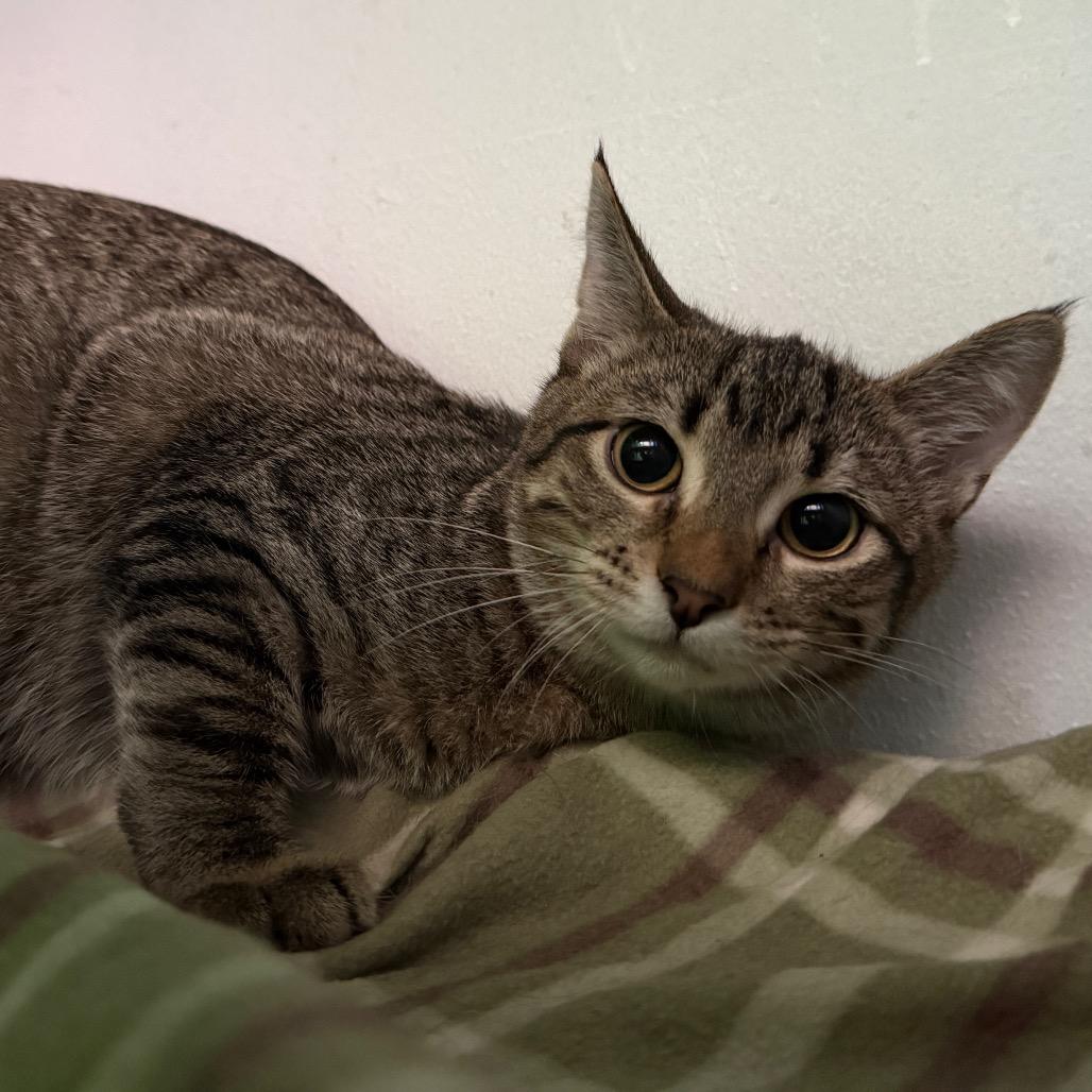 Enlarge Piper, a Adoptable Domestic Short Hair in Denver, CO image 4/6