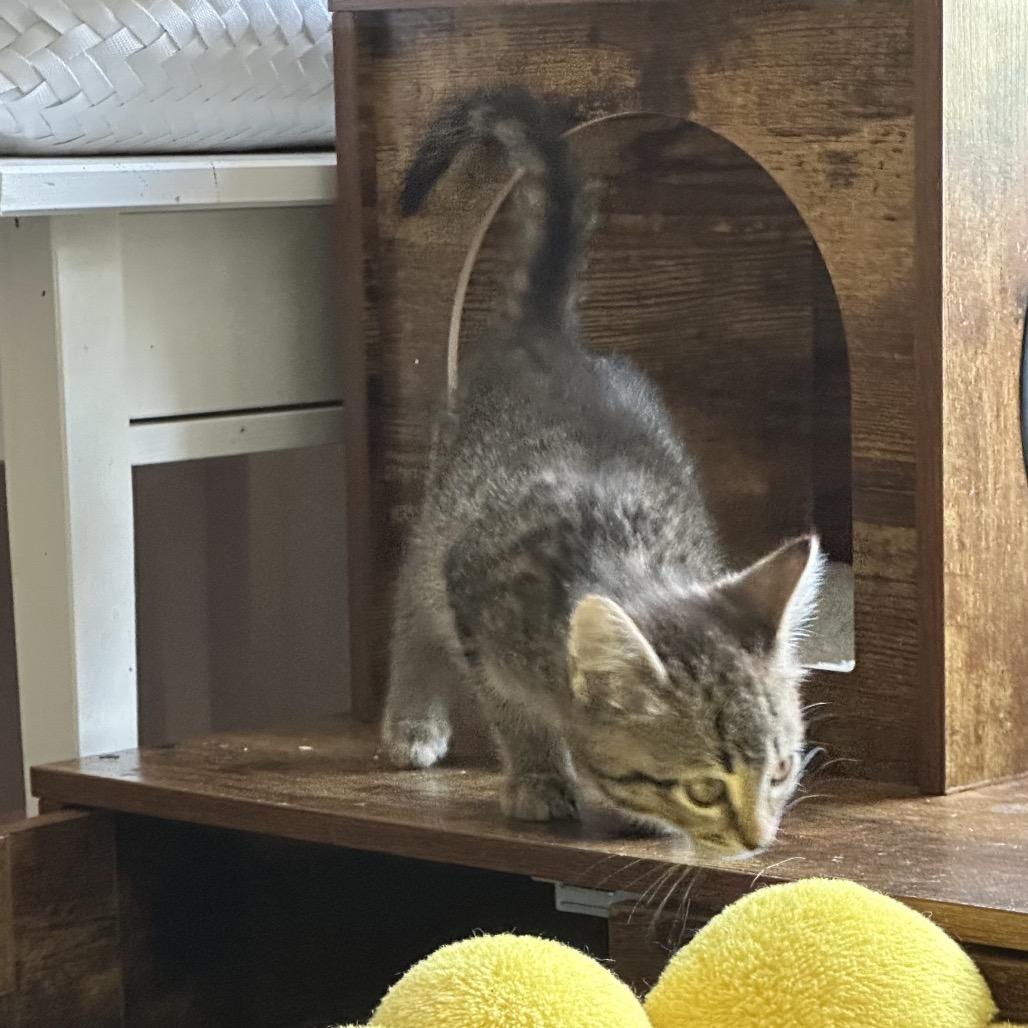 Enlarge Piper, a Adoptable Domestic Short Hair in Denver, CO image 5/6