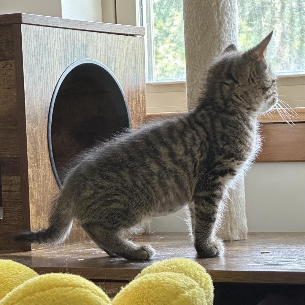 Enlarge Piper, a Adoptable Domestic Short Hair in Denver, CO image 6/6