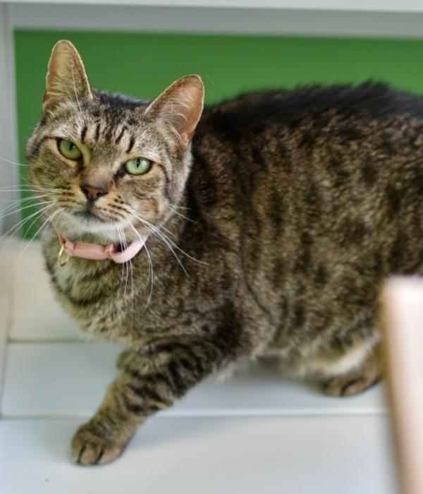 Sinderella, Adoptable, Adult Female Domestic Short Hair.