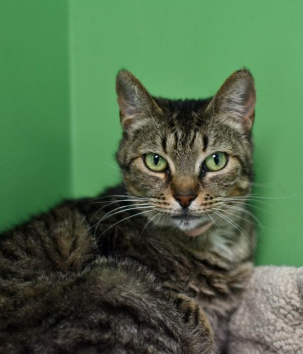 Sinderella, a Adoptable Domestic Short Hair in Marietta, GA image 2/6
