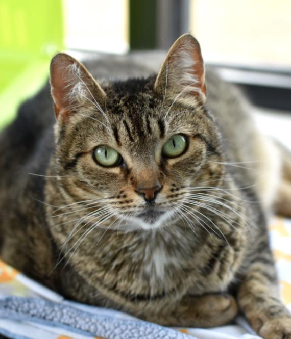 Sinderella, a Adoptable Domestic Short Hair in Marietta, GA image 4/6