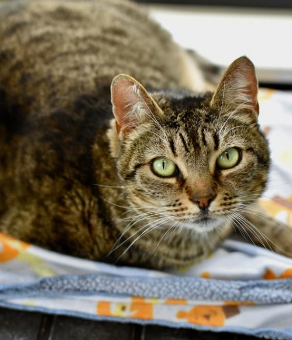 Sinderella, a Adoptable Domestic Short Hair in Marietta, GA image 6/6