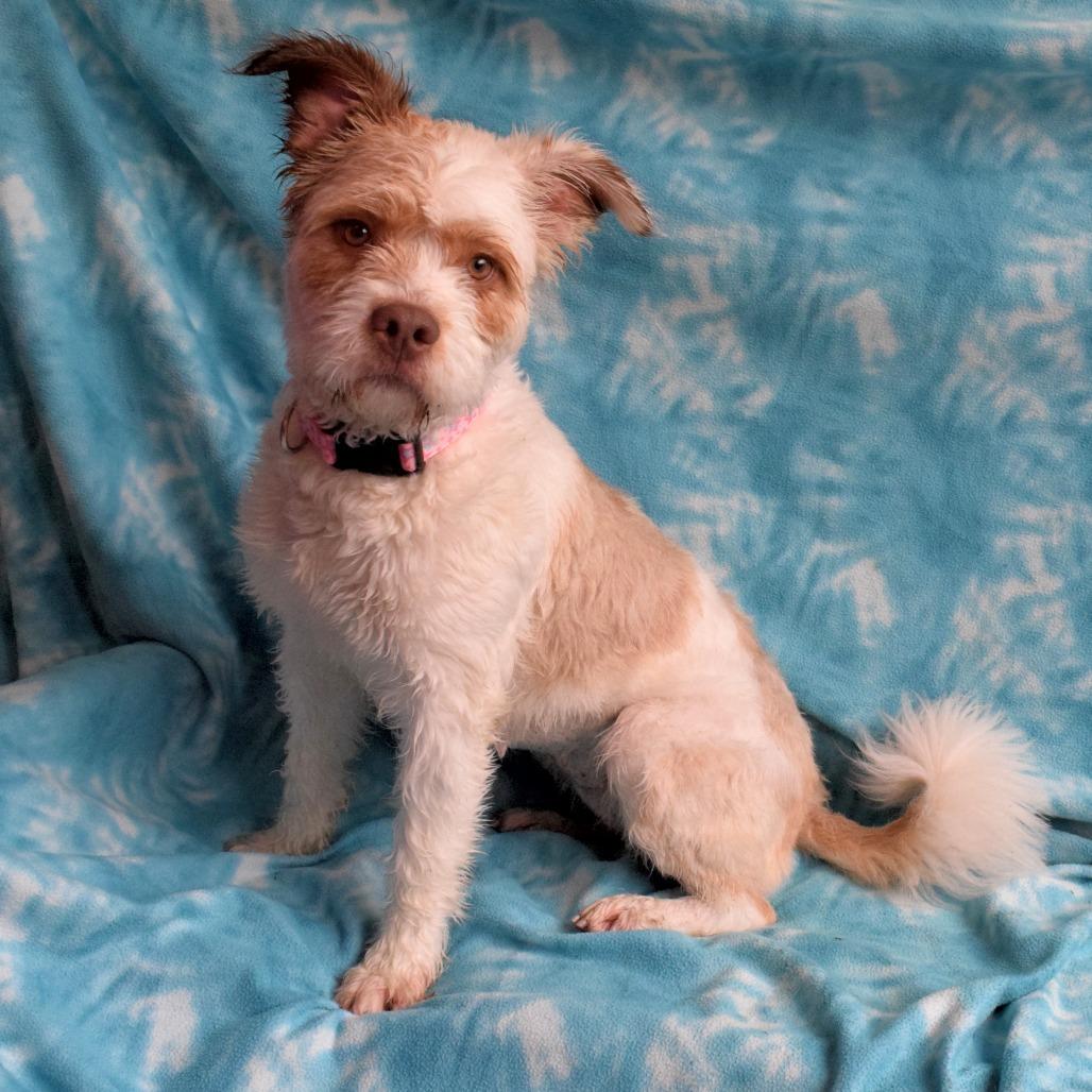 Marshmallow, Adoptable, Adult Female Poodle.