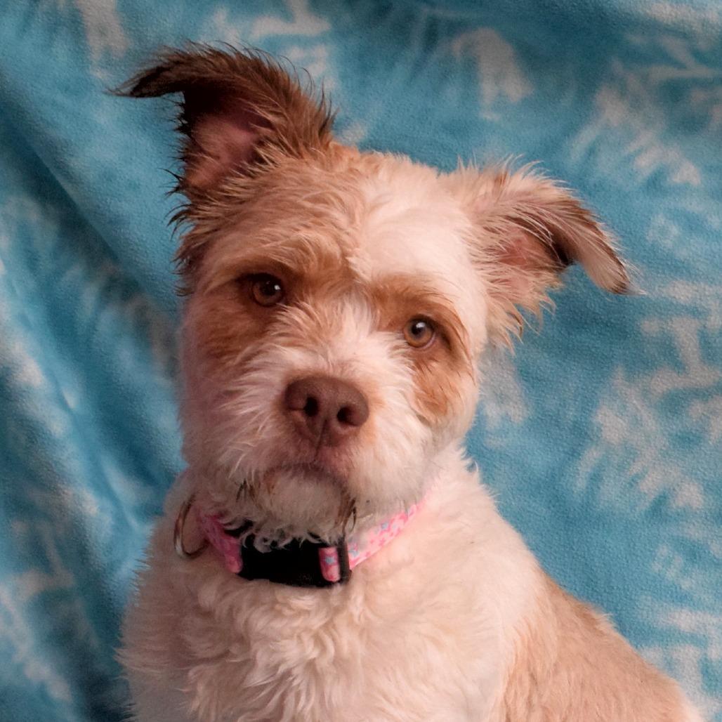 Enlarge Marshmallow, a Adoptable Poodle in Eureka, CA image 2/4