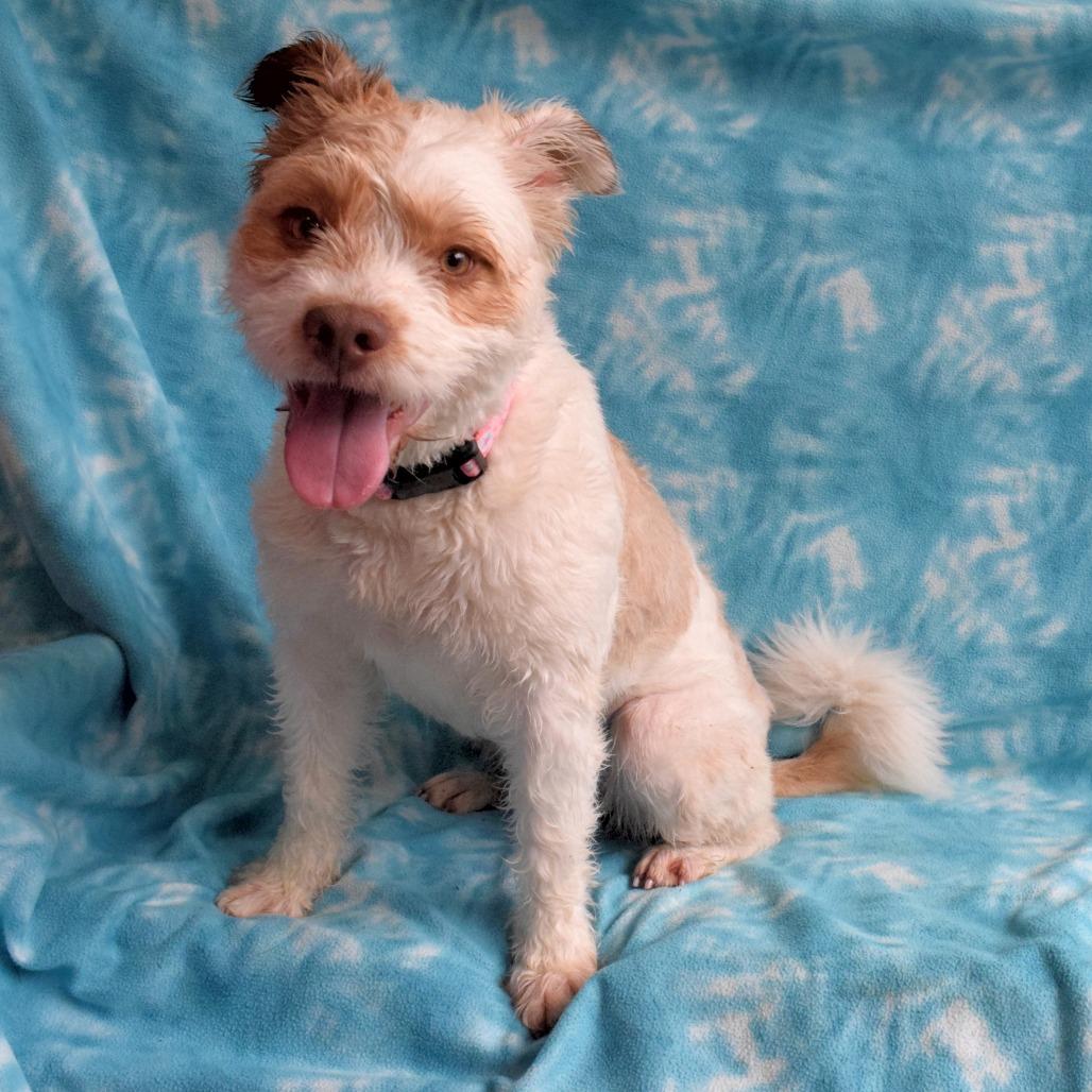 Enlarge Marshmallow, a Adoptable Poodle in Eureka, CA image 3/4