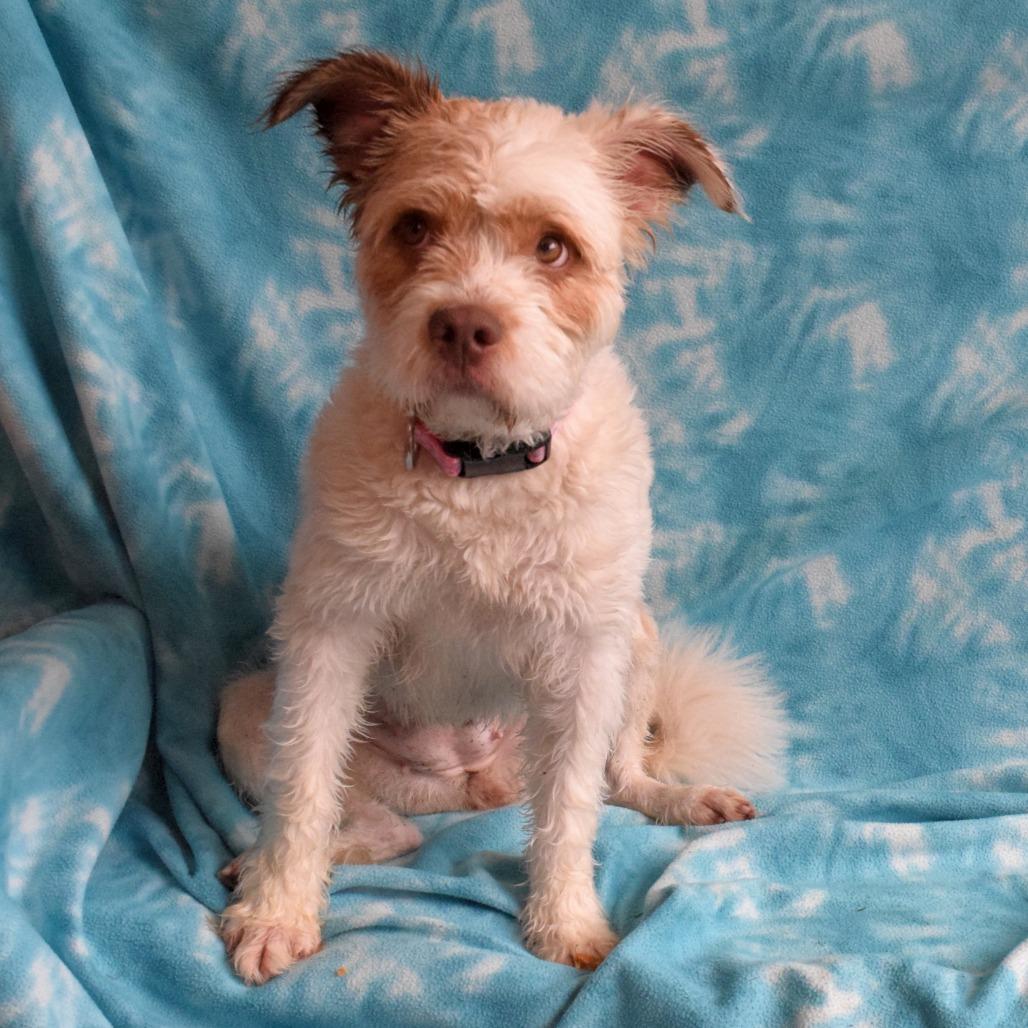 Enlarge Marshmallow, a Adoptable Poodle in Eureka, CA image 4/4