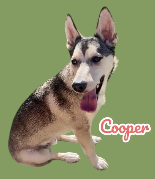 Cooper thumbnail 2
