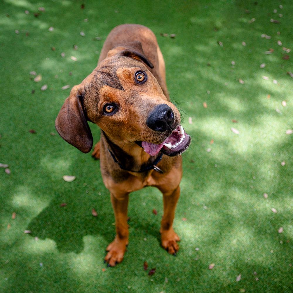 Enlarge Guppy, a Adoptable mixed breed in Saint Petersburg, FL image 3/3