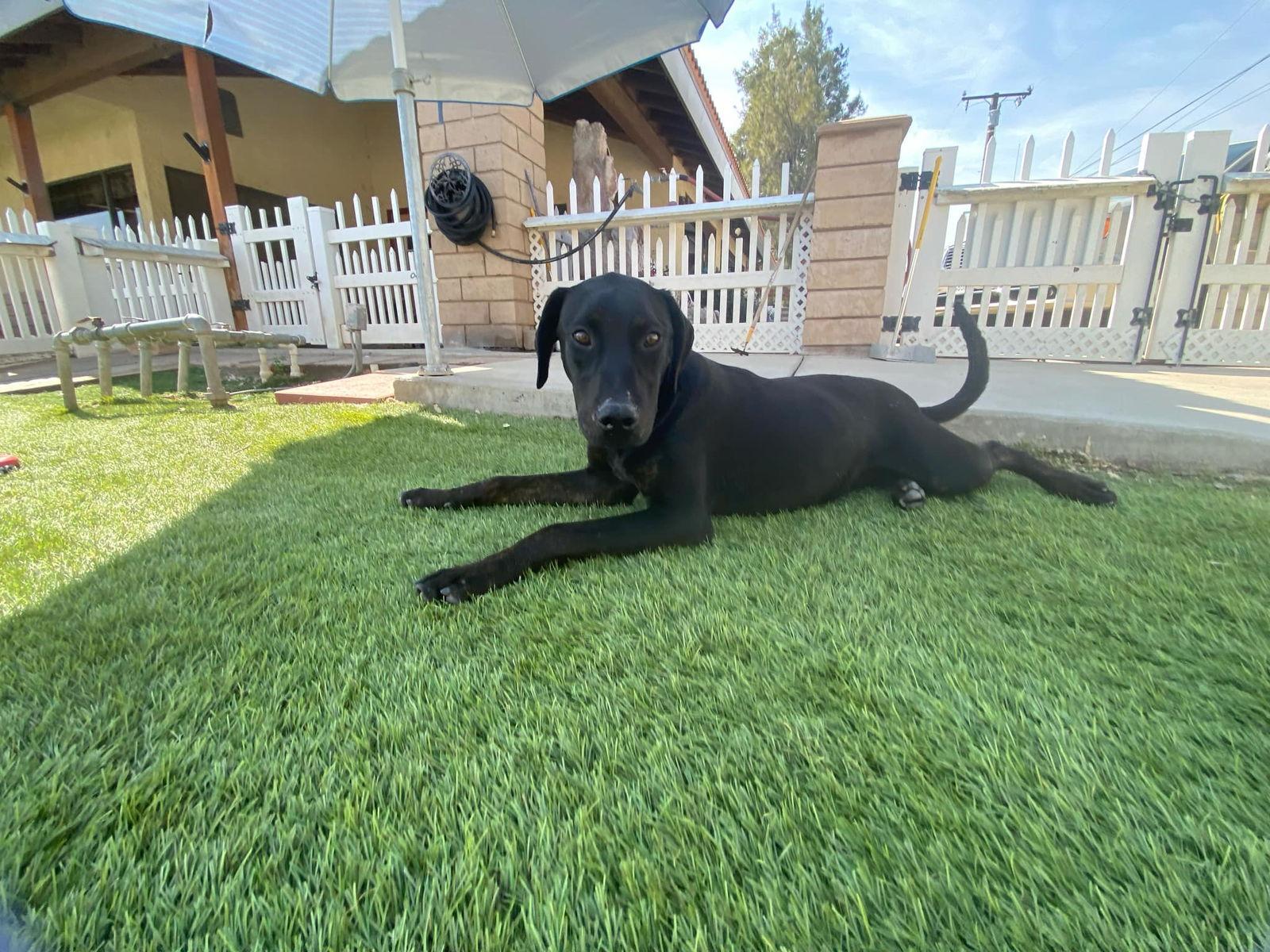 Salem, Adopted, Young Male Labrador Retriever.