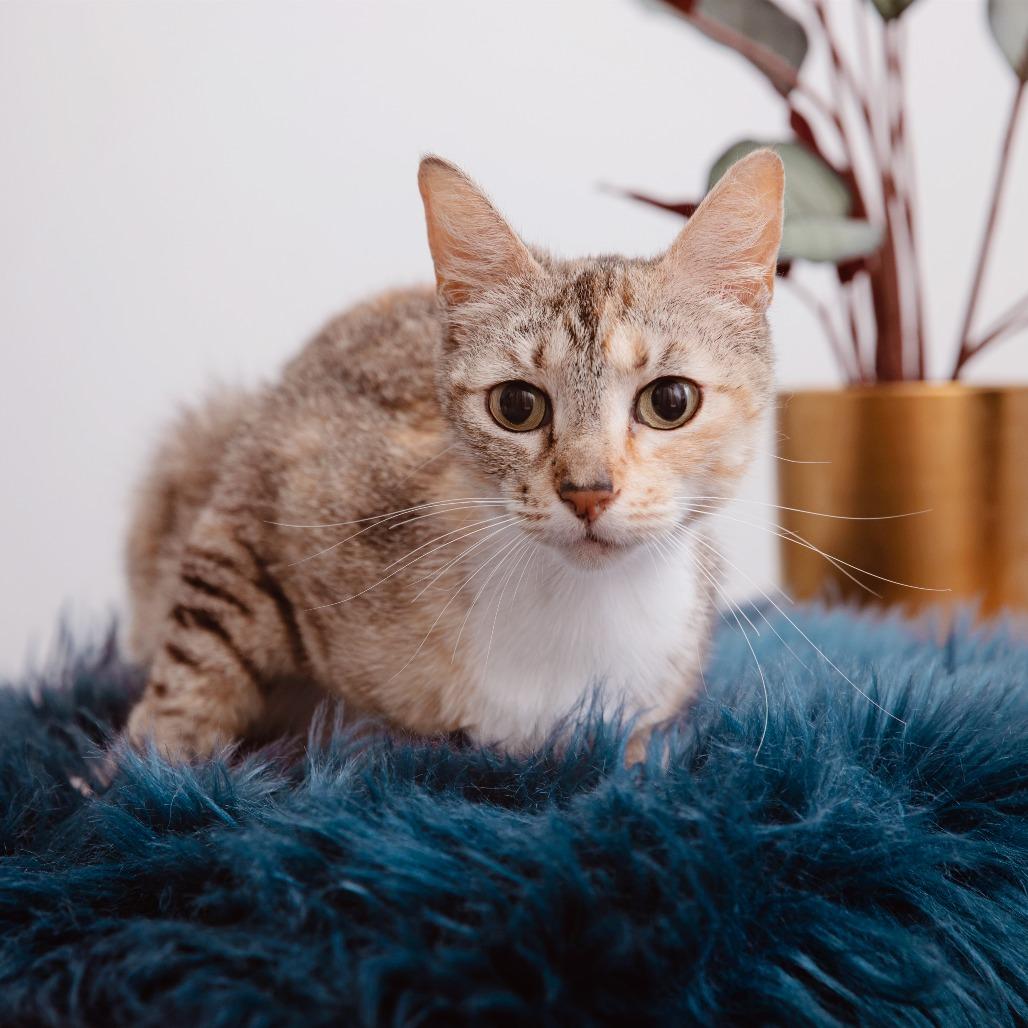 Enlarge Odelina, a Adoptable Domestic Short Hair in Los Angeles, CA image 1/1