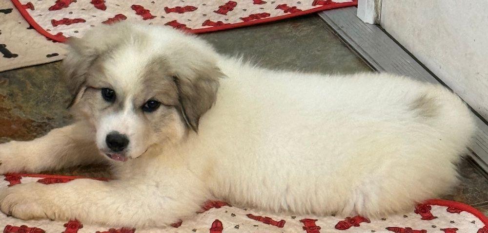 Columbine, Adopted, Puppy Female Great Pyrenees.