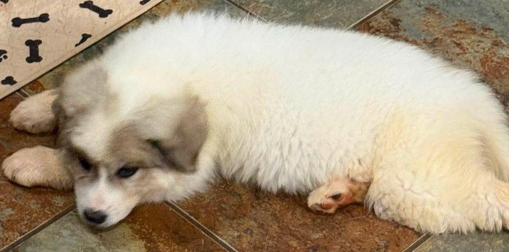 Enlarge Columbine, a Adopted Great Pyrenees in Larkspur, CO image 3/4
